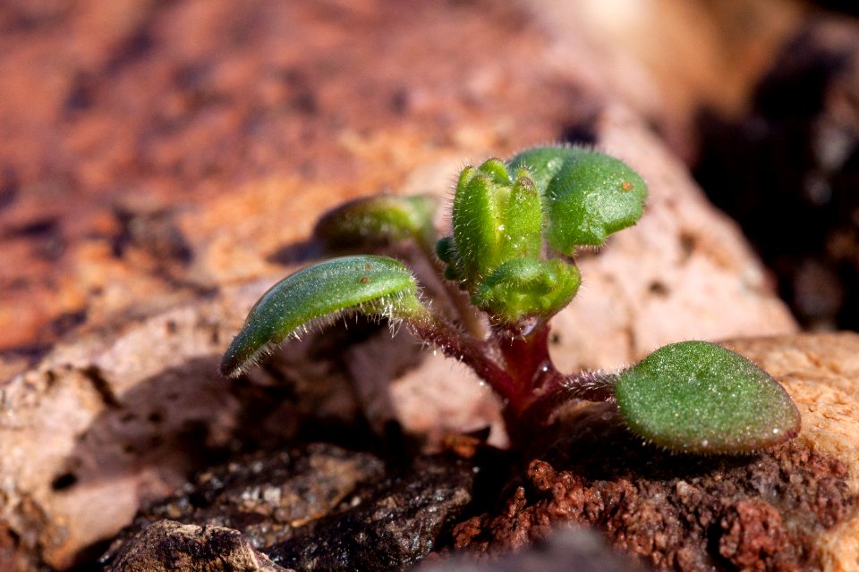 Phacelia neglecta