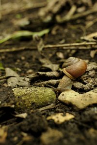 Snail photo