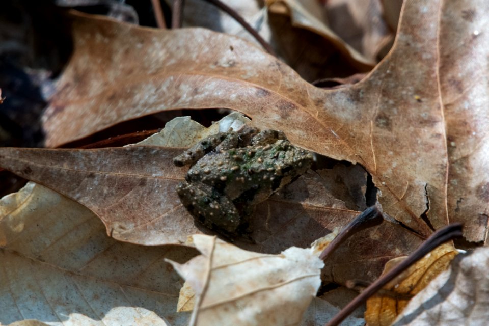 2018 Walk for the Woods Bacon Ridge Natural Area 454 Cropped