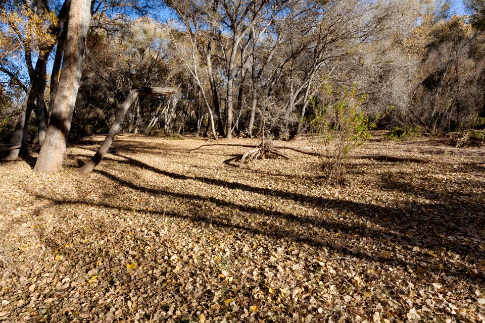 Gila River floodplain