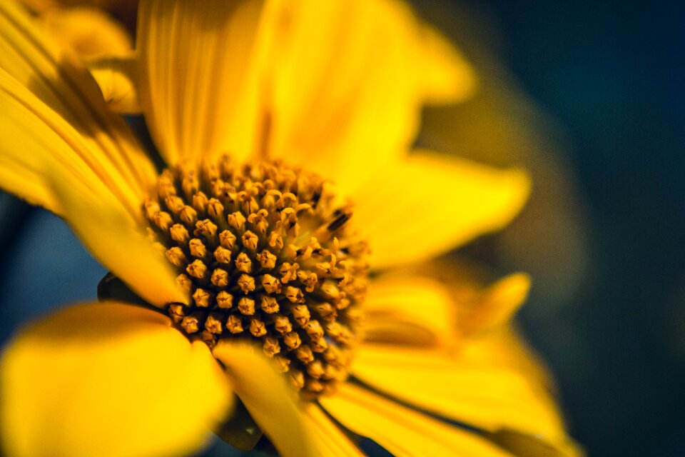 Petals plant nature