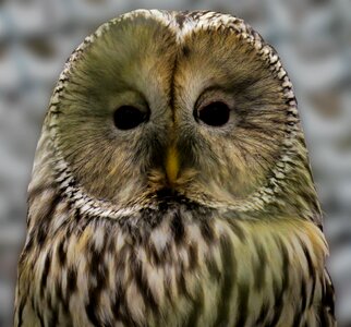 Ural owl bird eyes photo