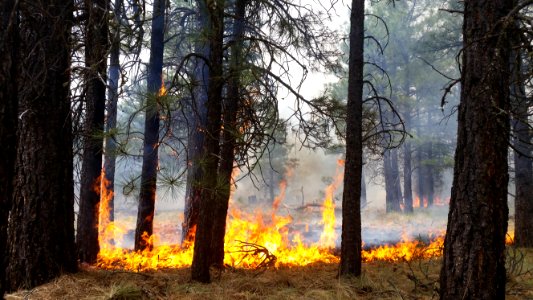 Jack Fire (June 7, 2016)