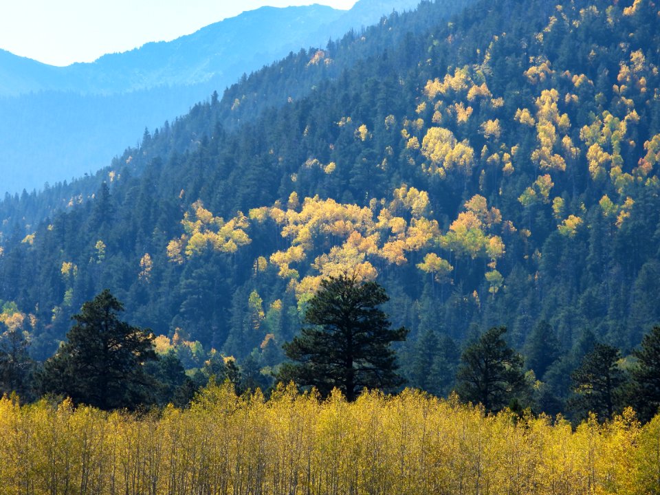 Fall colors in Lockett Meadow