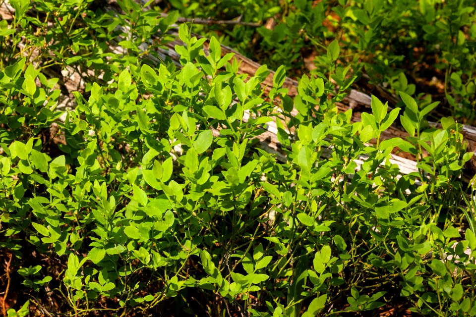 Vaccinium myrtillus