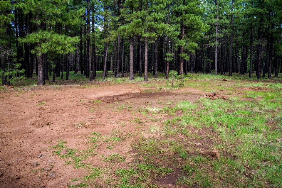 Wing Mountain Camping Area: FR 9001P