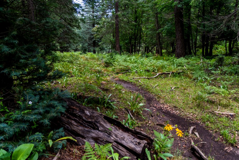 Barbershop Trail
