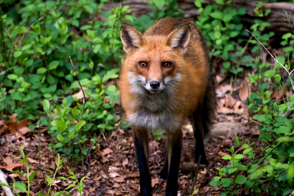 Red Fox 05-06-2018 086