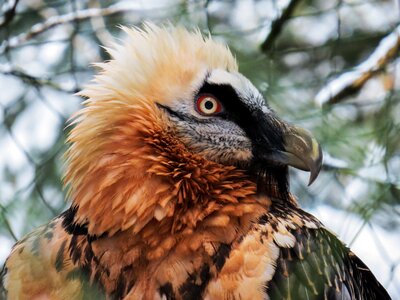 Bird bill eyes