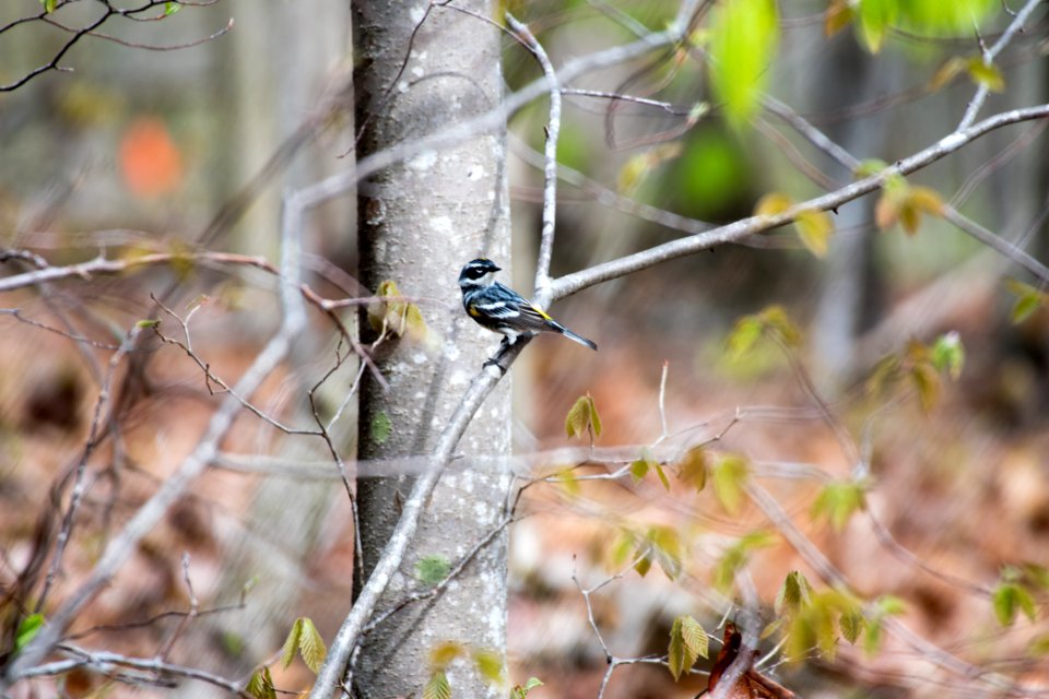 2018 Walk for the Woods Bacon Ridge Natural Area 260