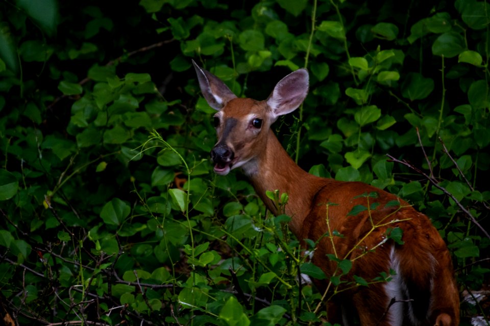 White-Tailed Deer 06-29-2019 39