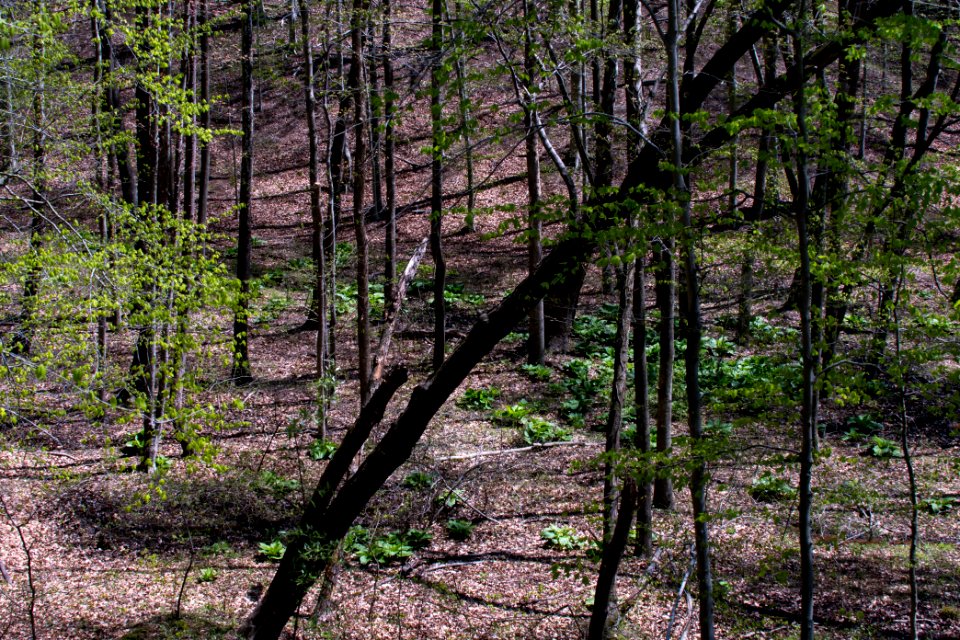 2018 Walk for the Woods Bacon Ridge Natural Area 525