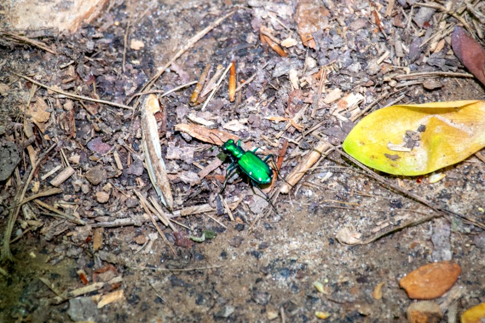 2019 Walk for the Woods Bacon Ridge Natural Area 250 Six-Spotted Green Tiger Beetle