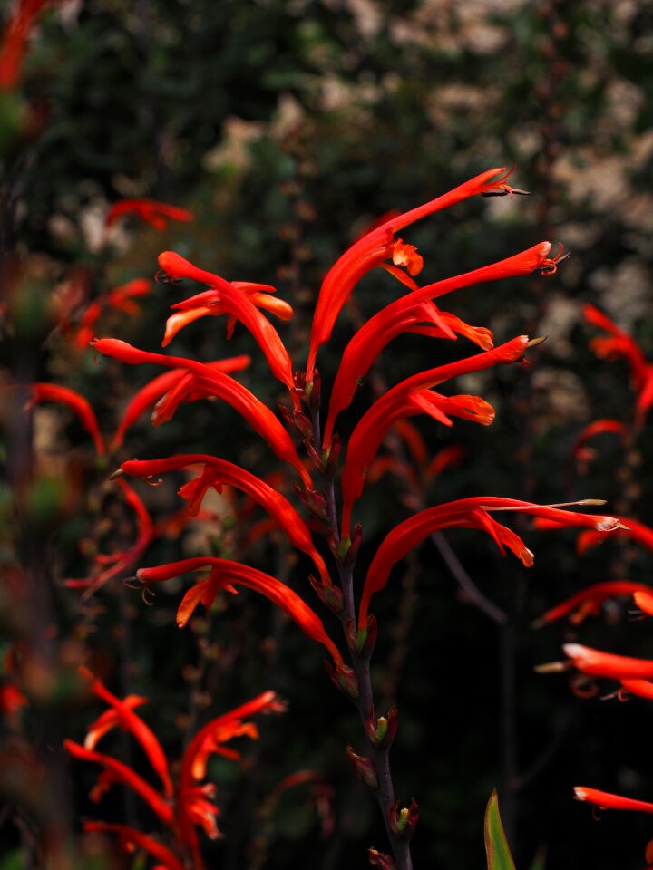 Blossom bloom oblong