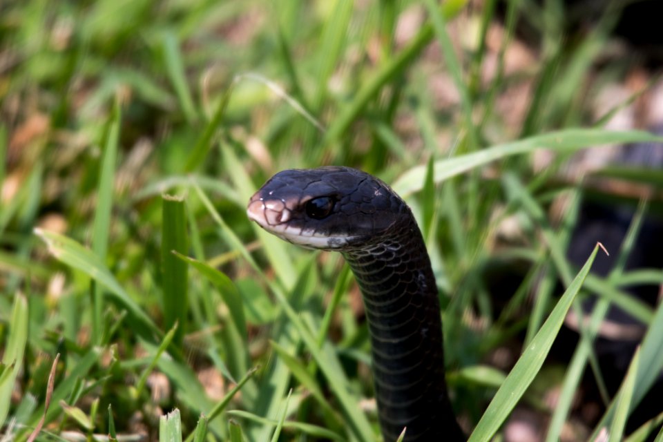 Northern Black Racer 06-08-2018 21