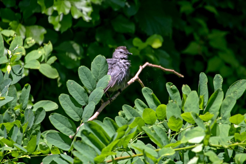 Gray Catbird 06-16-2018 020