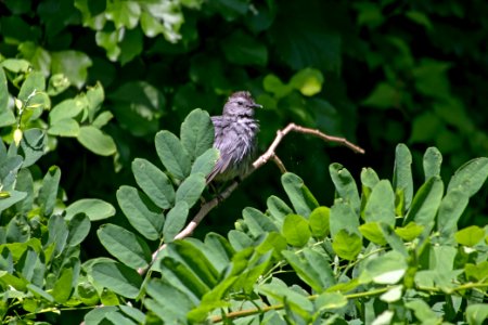 Gray Catbird 06-16-2018 020