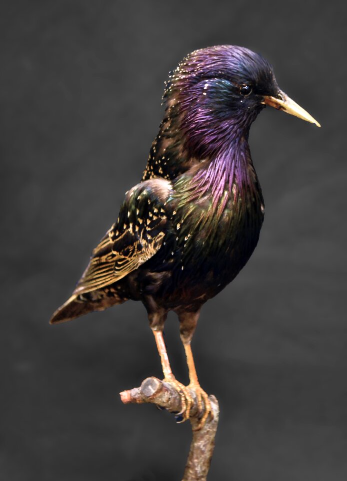 Dark invasive species iridescent