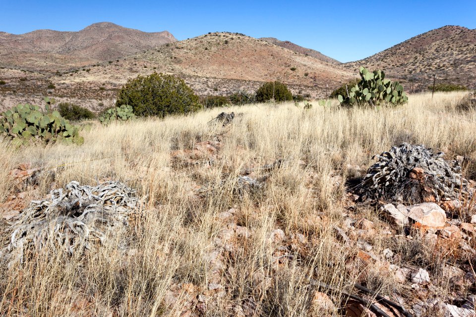 Northwestern foothills of the Animas Mountains