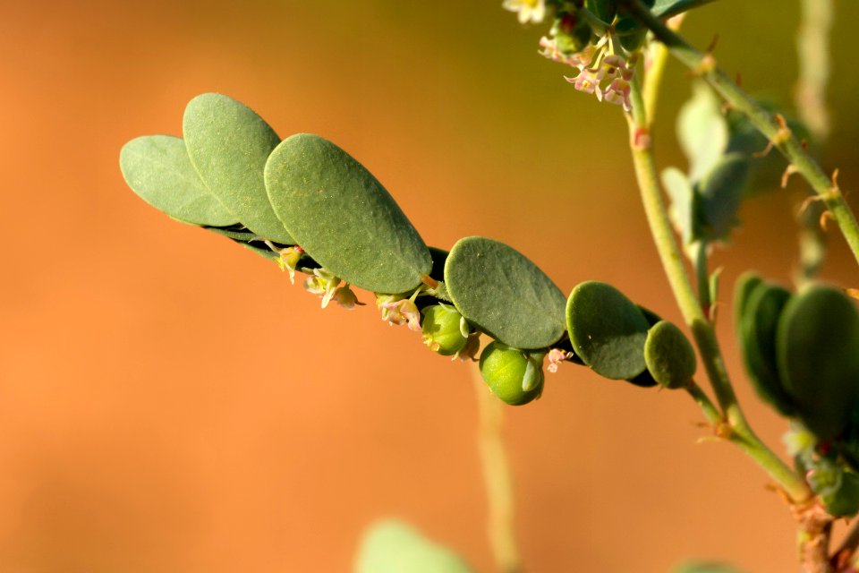 Phyllanthus abnormis