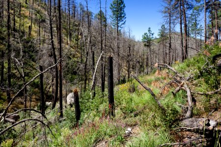 Quaking Aspen Canyon