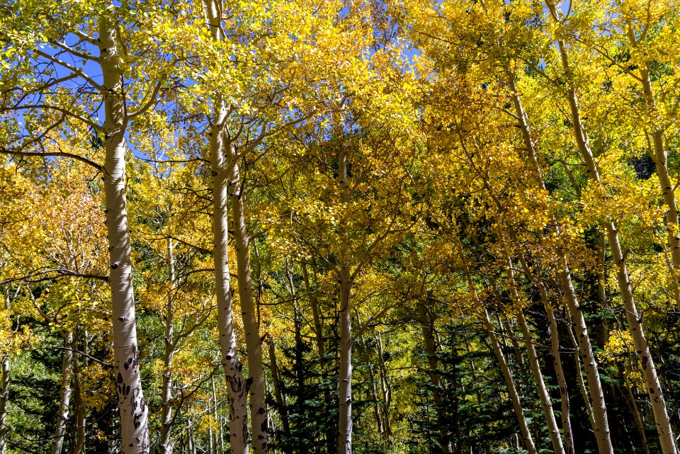 Waterline Trail: Abineau-Bear Jaw Loop