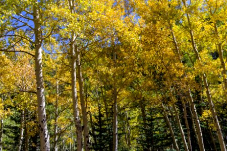 Waterline Trail: Abineau-Bear Jaw Loop