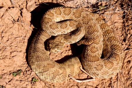 Crotalus viridis