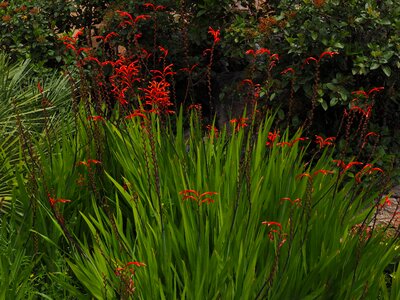 Garden montbretia flower blossom