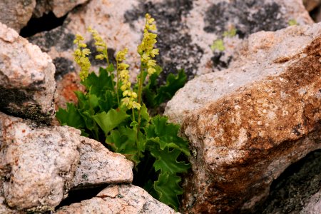 Heuchera woodsiaphila