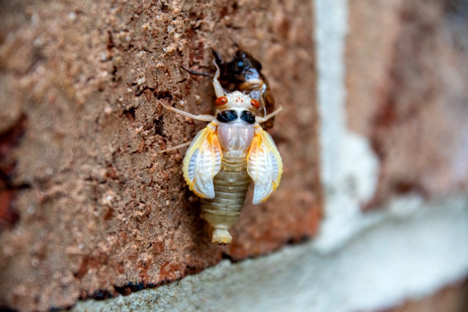 Cicada Molting 054