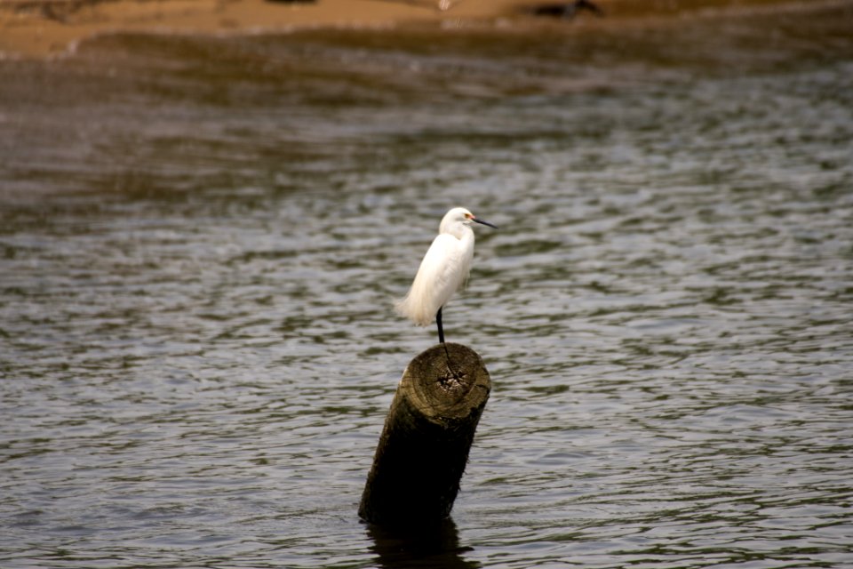 Snowy Egret 06-08-2018 99