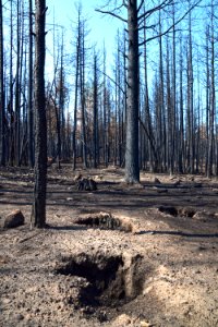 Tinder Fire Burn Scar Area