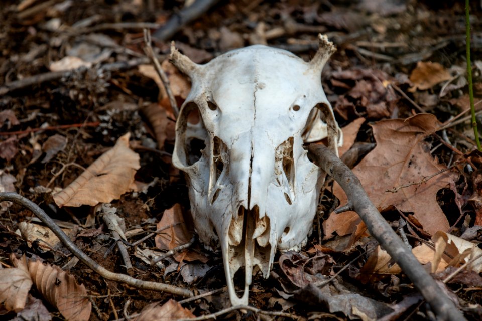 2019 Bacon Ridge History Hike 134
