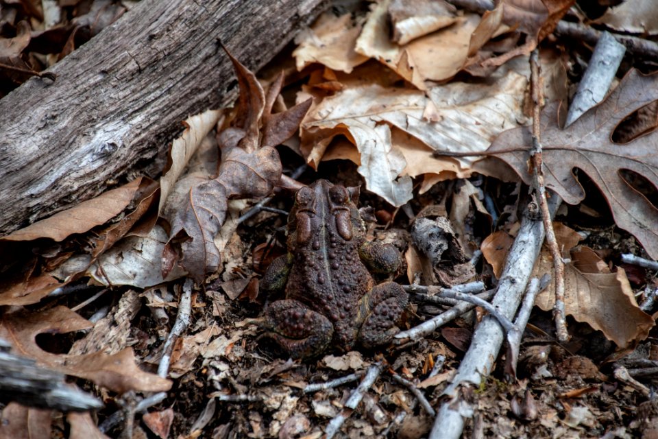 2019 Bacon Ridge History Hike Fowler's Toad 166