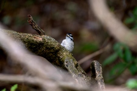 Downy Woodpecker 10-28-2018 14 Female photo