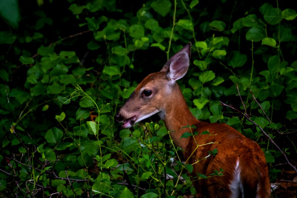White-Tailed Deer 06-29-2019 35