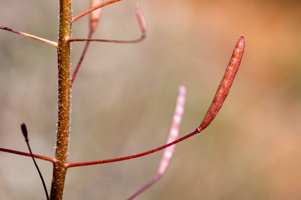 Descurainia pinnata subsp. ochroleuca