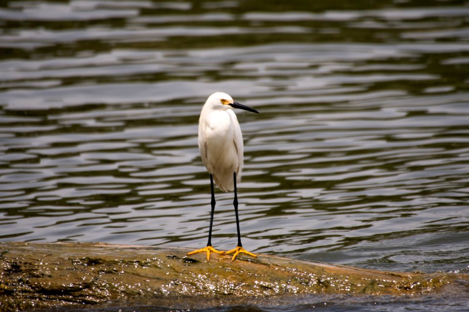 Snowy Egret 06-08-2018 21