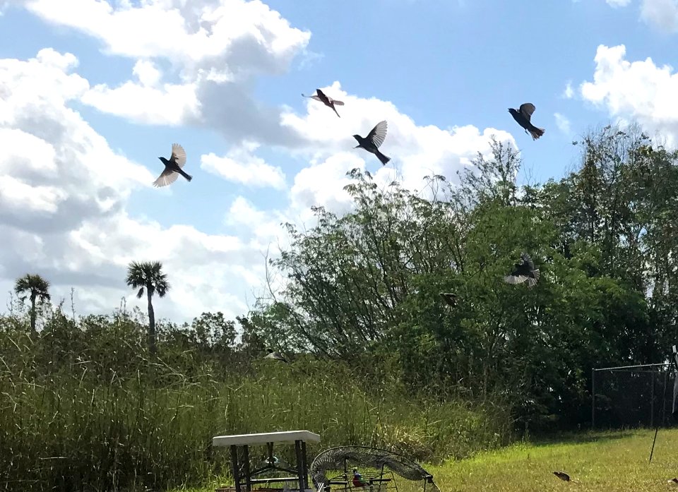 Migratory birds take to the skies after being uncaged at Everglades National Park in April 2018.