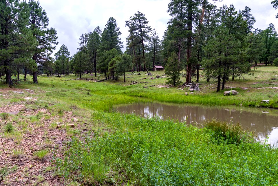 Buck Springs Cabins