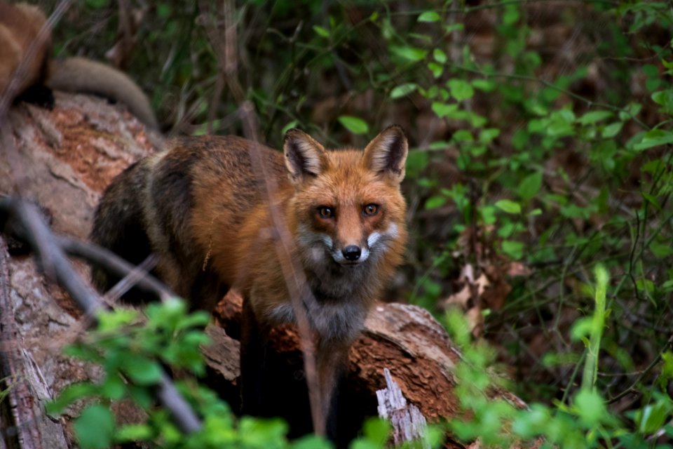 Red Fox 05-06-2018 038