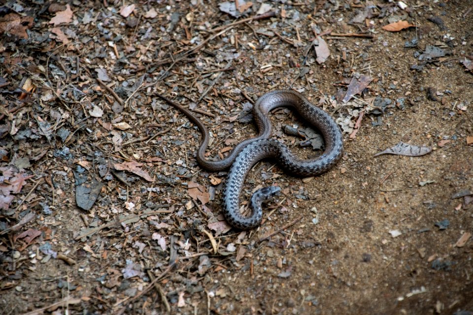 2019 Bacon Ridge History Hike 175