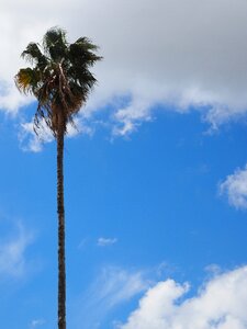 Log palm leaves individually photo