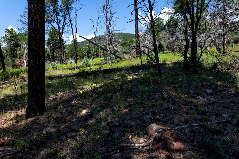 Near Mogollon Divide