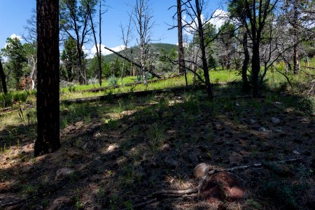 Near Mogollon Divide photo