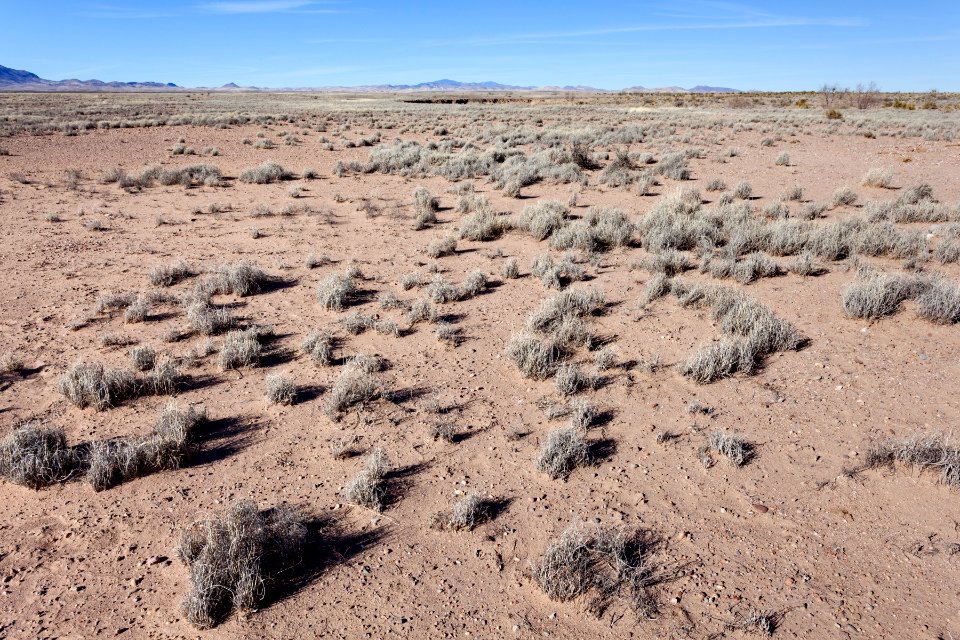 Near Mule Springs Creek