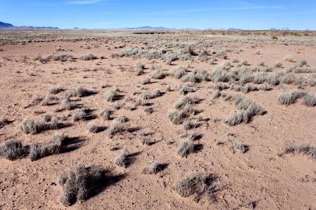 Near Mule Springs Creek
