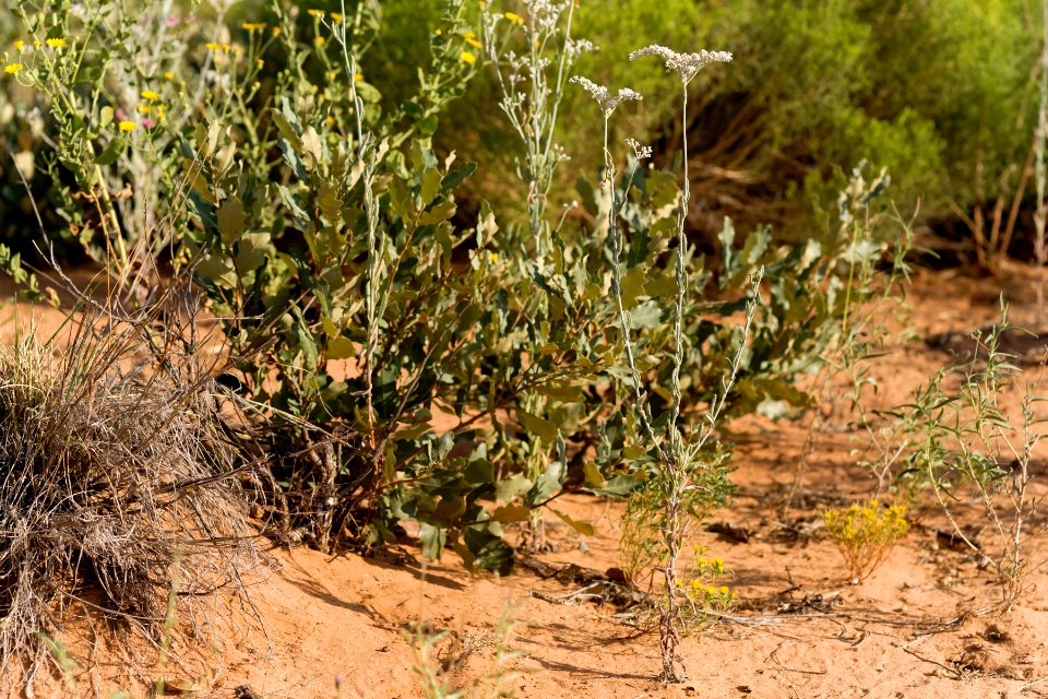 Eriogonum annuum