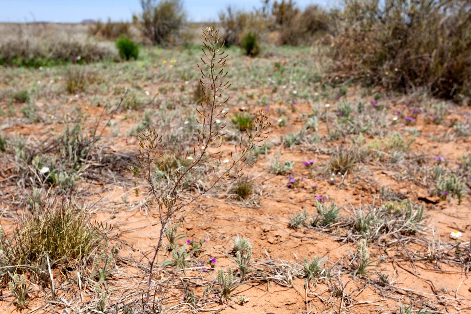 Descurainia pinnata subsp. ochroleuca